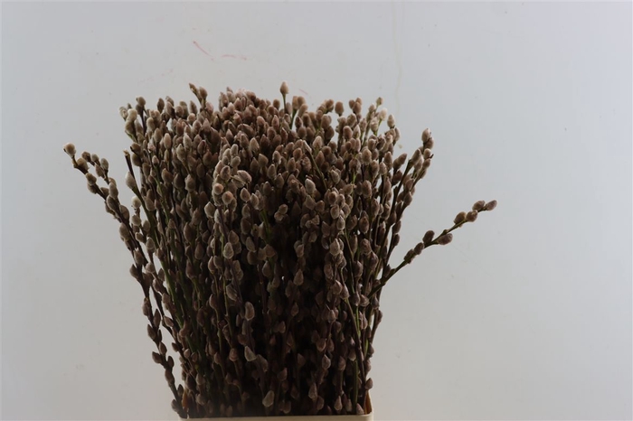 <h4>Salix Wilgenkatjes Taupe 70cm Pst</h4>