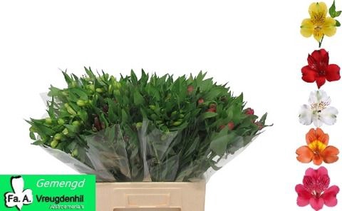 <h4>ALSTR GEM IN FUST A2.</h4>