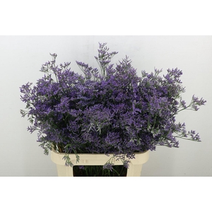 Lim Saf Classic Blue