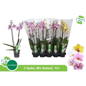 PHAL GEM