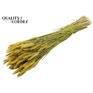 Triticum per bunch Yellow