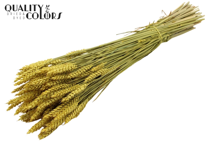 Triticum per bunch Yellow