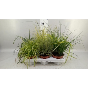 Carex   ...mix