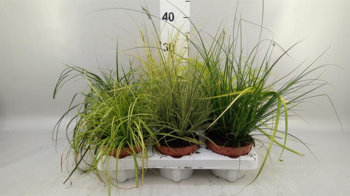 <h4>Carex   ...mix</h4>