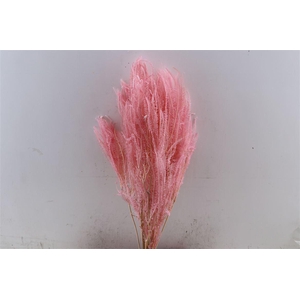 Pres Helecho Light Pink Bunch