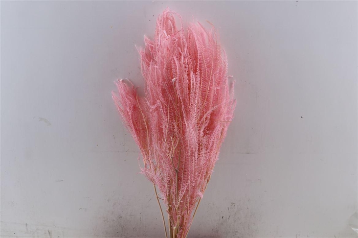 <h4>Pres Helecho Light Pink Bunch</h4>