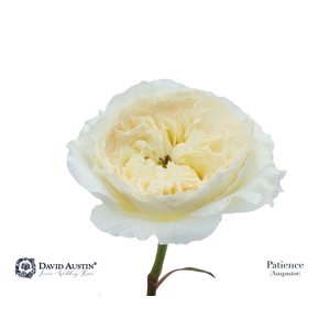 Rosa large austin patience