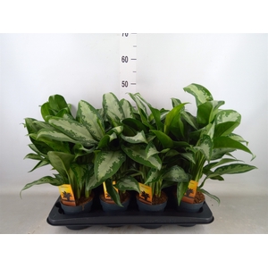Aglaonema  'Jubilee'