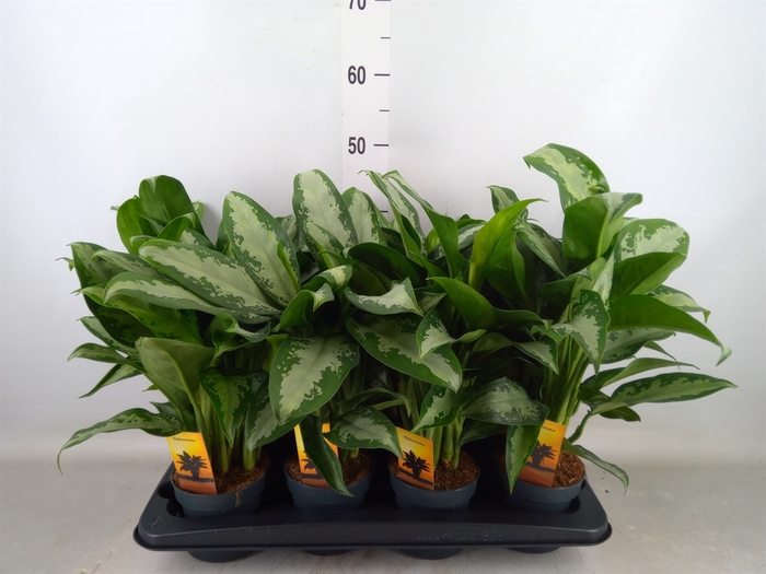 <h4>Aglaonema  'Jubilee'</h4>
