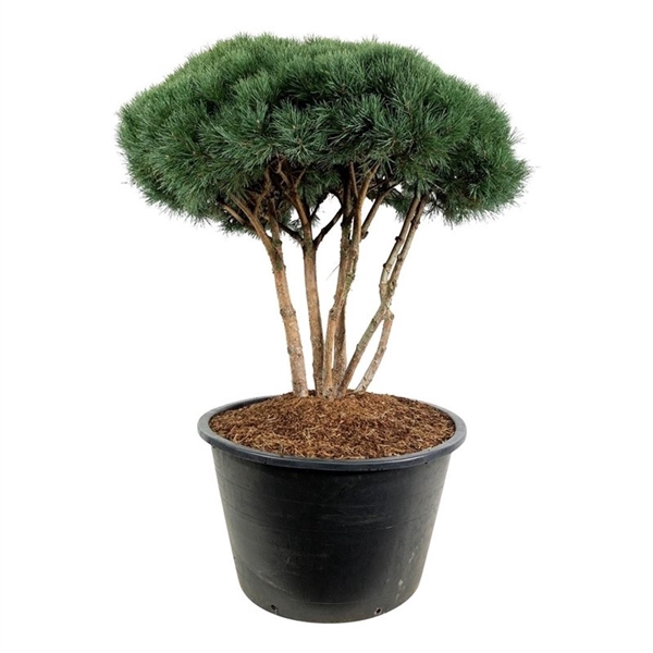 <h4>Pinus sylv. 'Watereri'</h4>