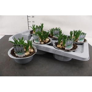 * Arr. Zink Schaal Muscari Esther