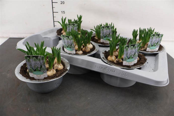 <h4>* Arr. Zink Schaal Muscari Esther</h4>