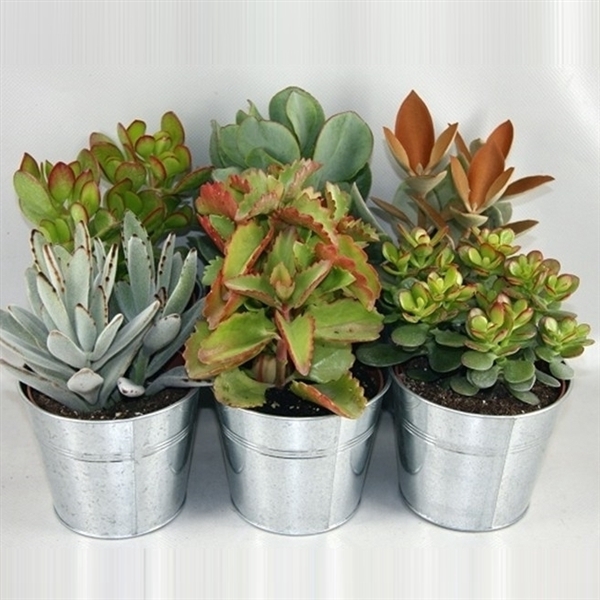 <h4>315 Succulent zinken pot 12 cm</h4>