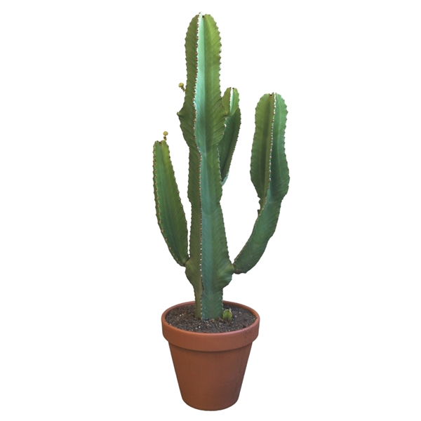 <h4>Euphorbia ingens 31 cm</h4>