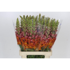 Antirrhinum Potomac Dark Orange