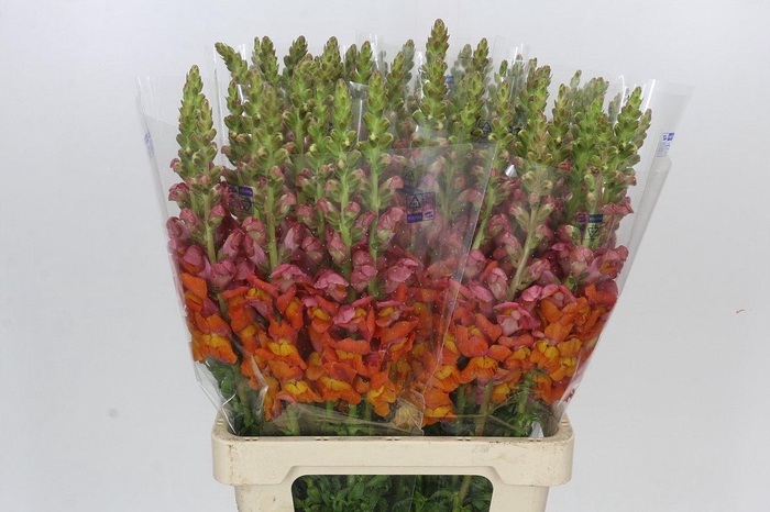<h4>Antirrhinum Potomac Dark Orange</h4>