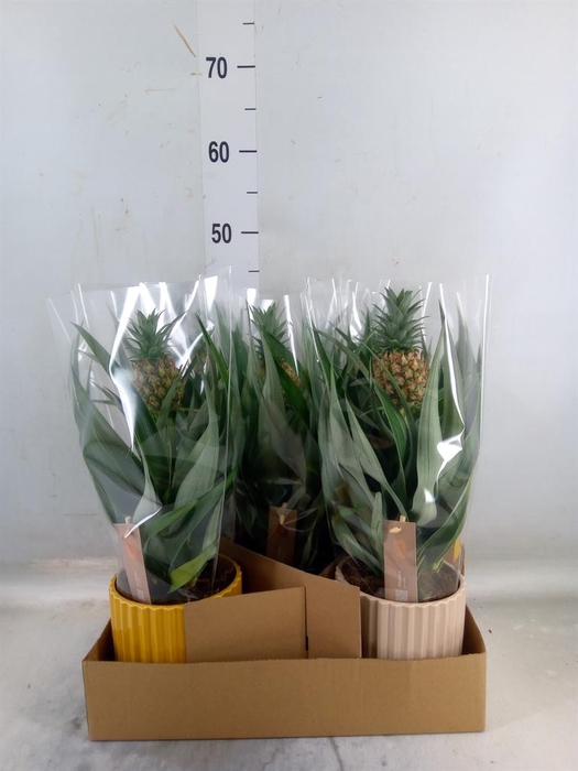 <h4>Ananas  'Mi Amigo'</h4>