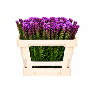 Liatris Spicata