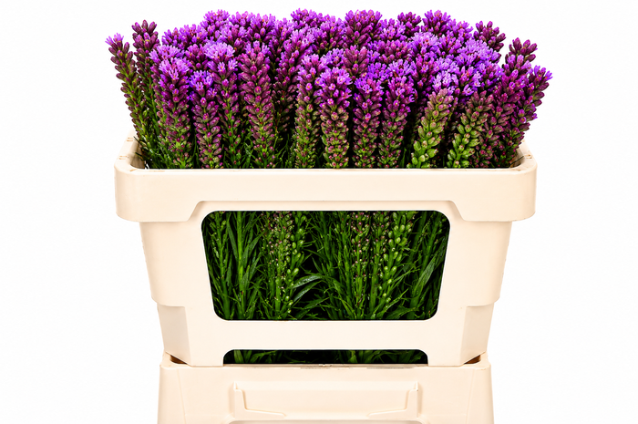 <h4>Liatris Spicata</h4>