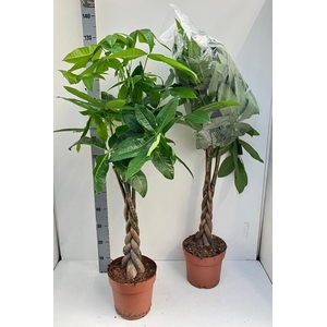 PACHIRA AQUATICA