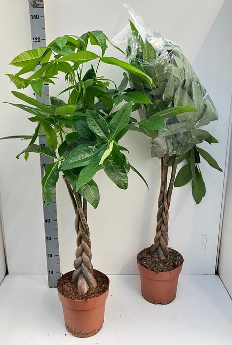 <h4>PACHIRA AQUATICA</h4>