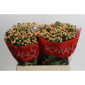 Hypericum Mellow Romance