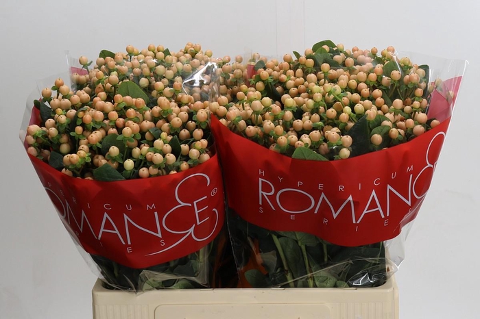 Hypericum Mellow Romance