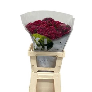 Di Barb Kiwi Dark Red 60
