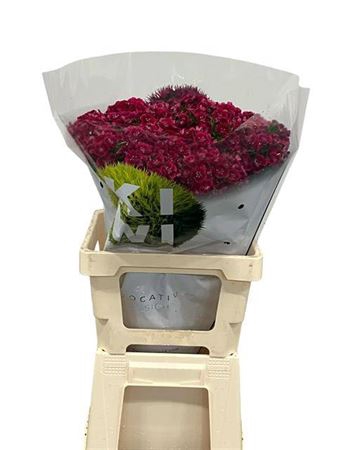 <h4>Di Barb Kiwi Dark Red 60</h4>