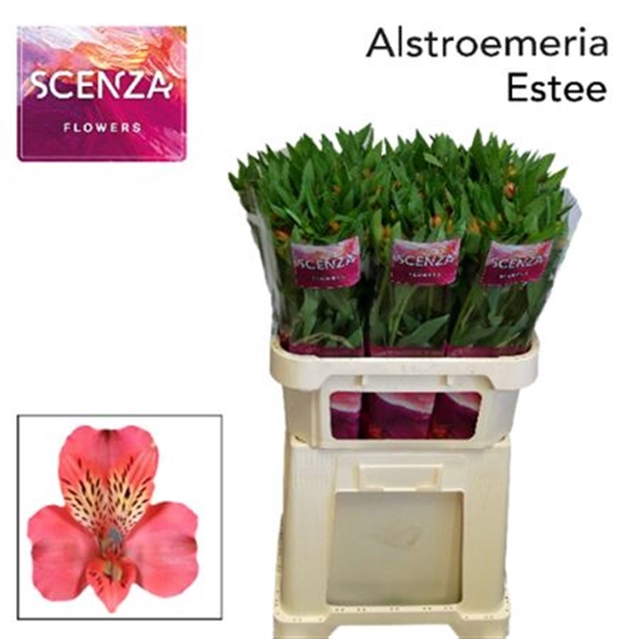 <h4>Alstr Estee</h4>