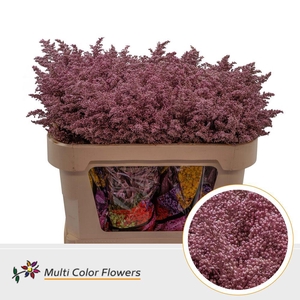 Solidago   ...colored  H%