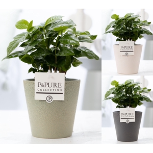 Coffea Arabica in P&PURE Ruby ceramics ass. 3