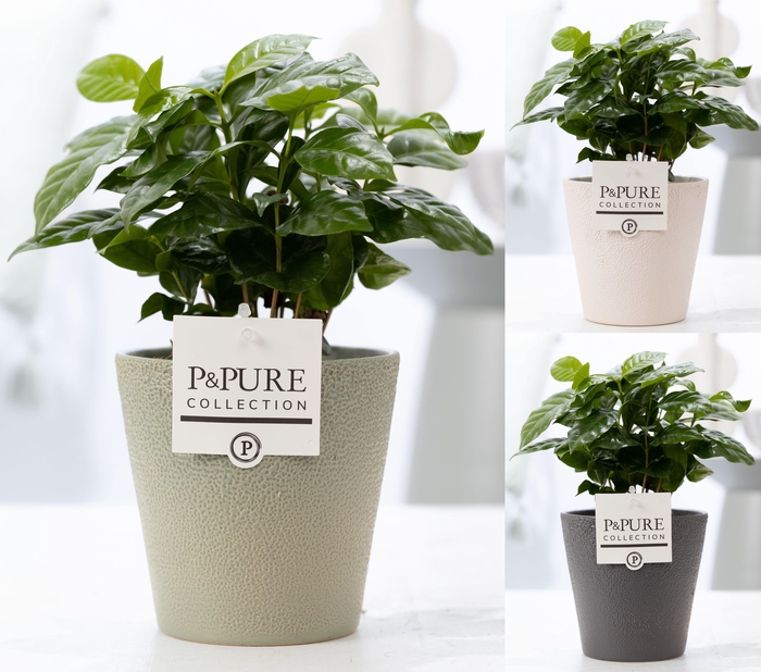 <h4>Coffea Arabica in P&PURE Ruby ceramics ass. 3</h4>