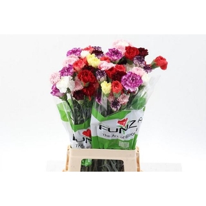 Dianthus st mix rainbow