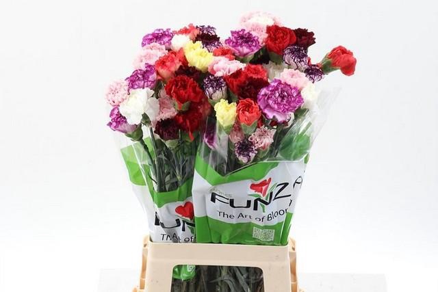 <h4>Dianthus st mix rainbow</h4>
