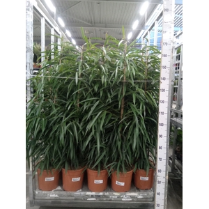 Ficus binn. 'Alii'