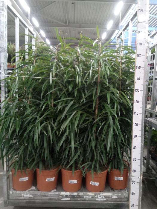 <h4>Ficus binn. 'Alii'</h4>
