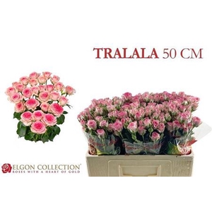 Rosa tros Tralala