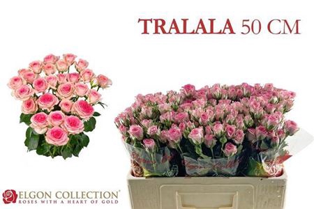 <h4>Rosa tros Tralala</h4>