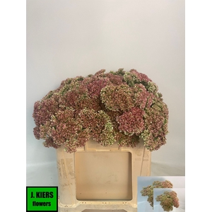 SEDUM SPECTABILE