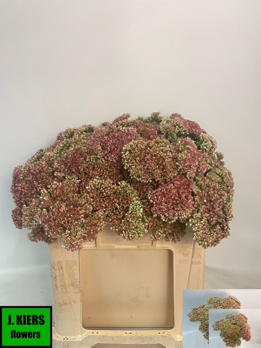 SEDUM SPECTABILE