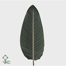 <h4>STRELITZIA BLAD BOX</h4>