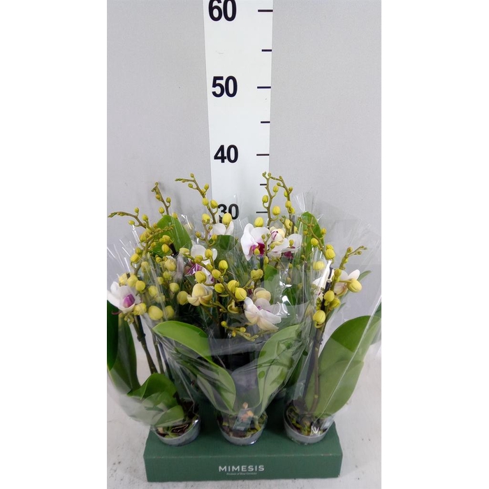 <h4>Phalaenopsis multi.   ...rose</h4>