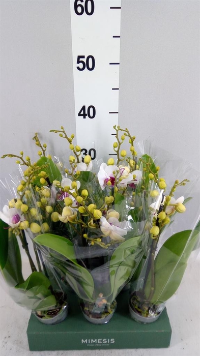 Phalaenopsis multi.   ...rose