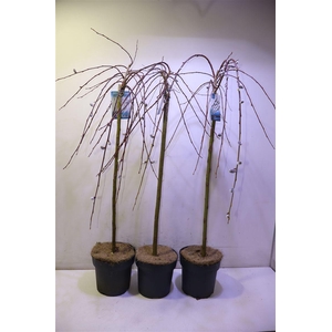 Salix Cap Kilmarnock