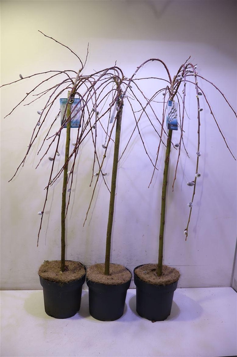 <h4>arr8 Salix Cap Kilmarnock</h4>