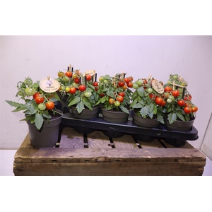 Tomatenplanten