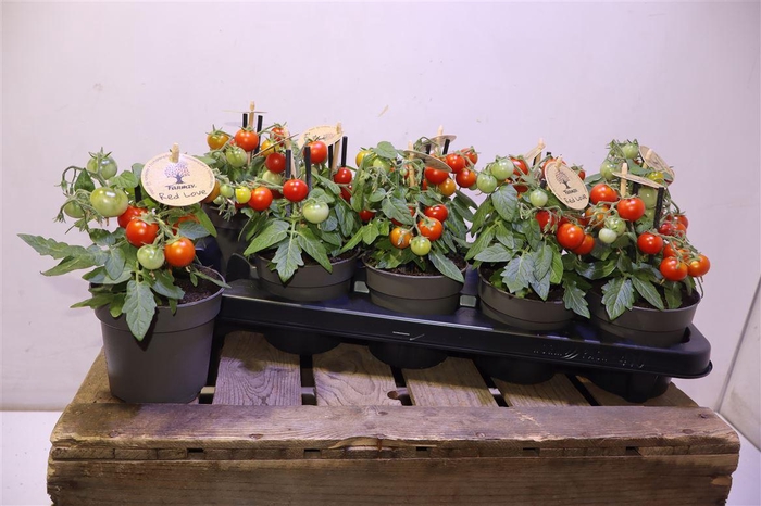 <h4>Tomatenplanten</h4>