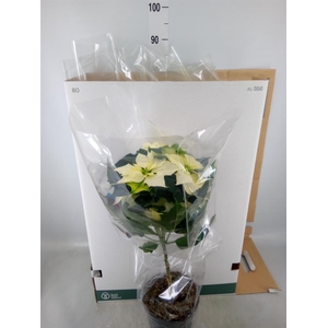 Euphorbia pulc. 'Alaska'