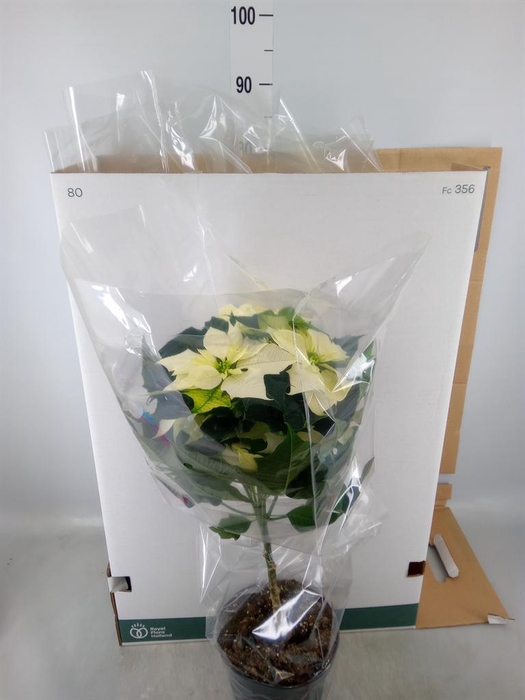 <h4>Euphorbia pulc. 'Alaska'</h4>